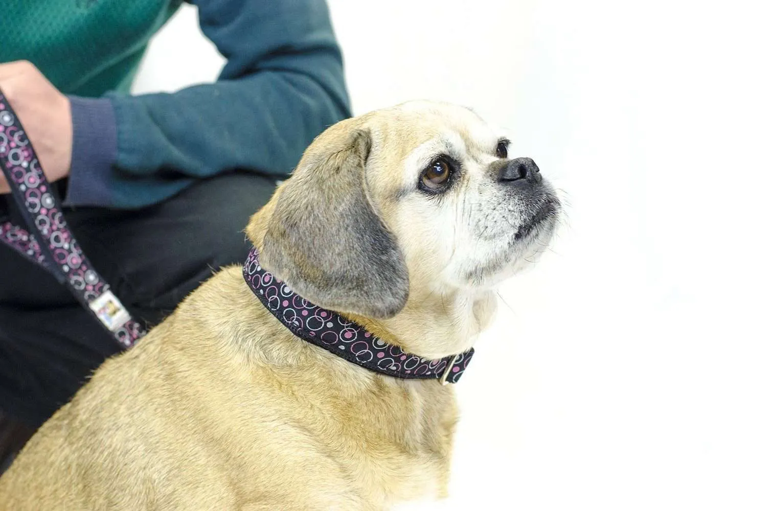 CuteNfuzzy Padded Adjustable Dog Collar with Overlay