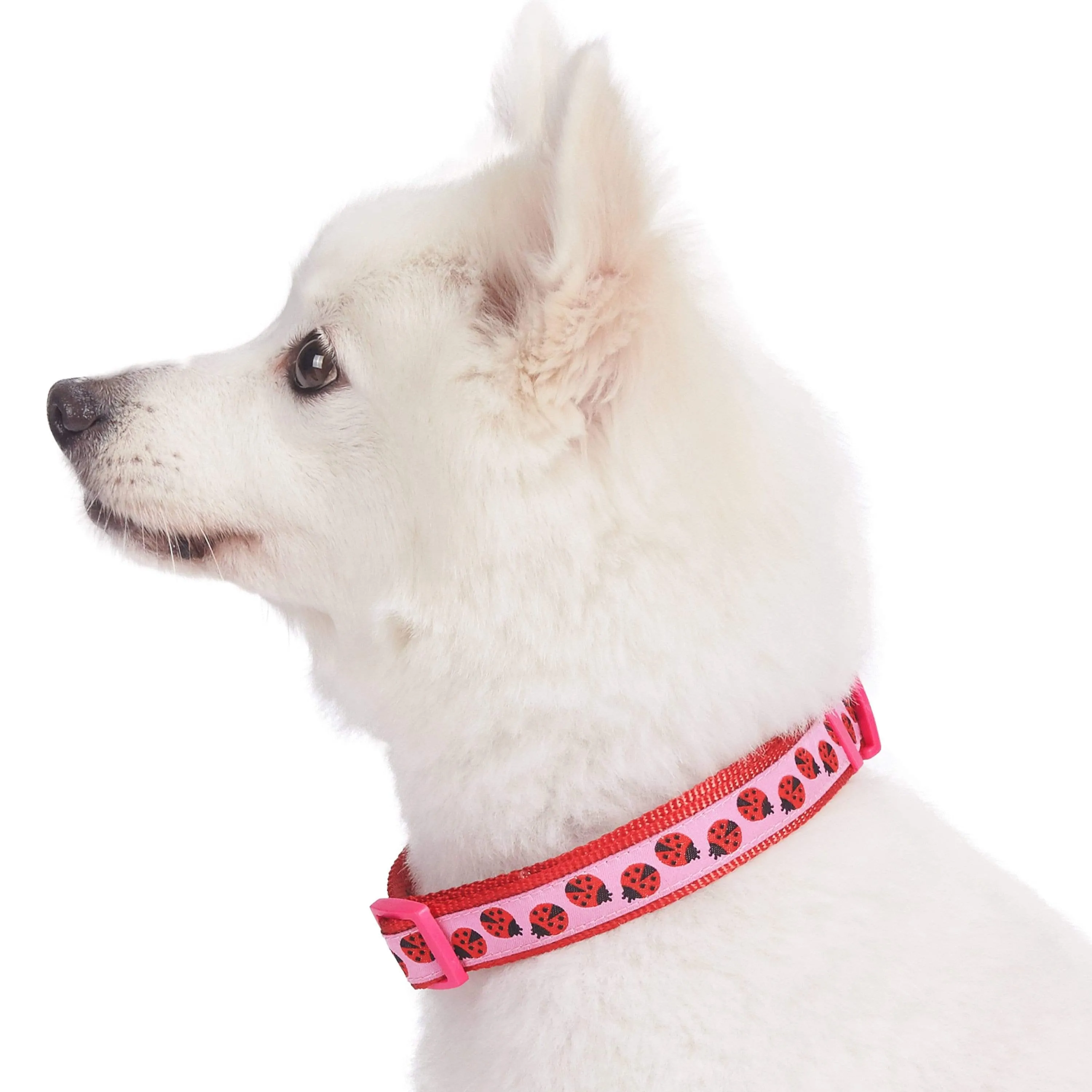 Flamingo Ladybug Dog Collar, Summer Vacation Tropical Hawaiian Palm Leaves Collar