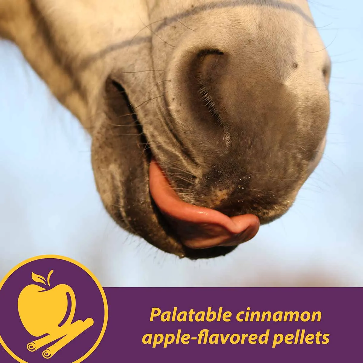 Joint Combo Hoof & Coat Supplement for Horses