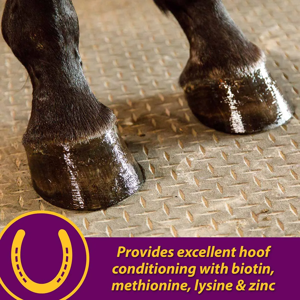 Joint Combo Hoof & Coat Supplement for Horses