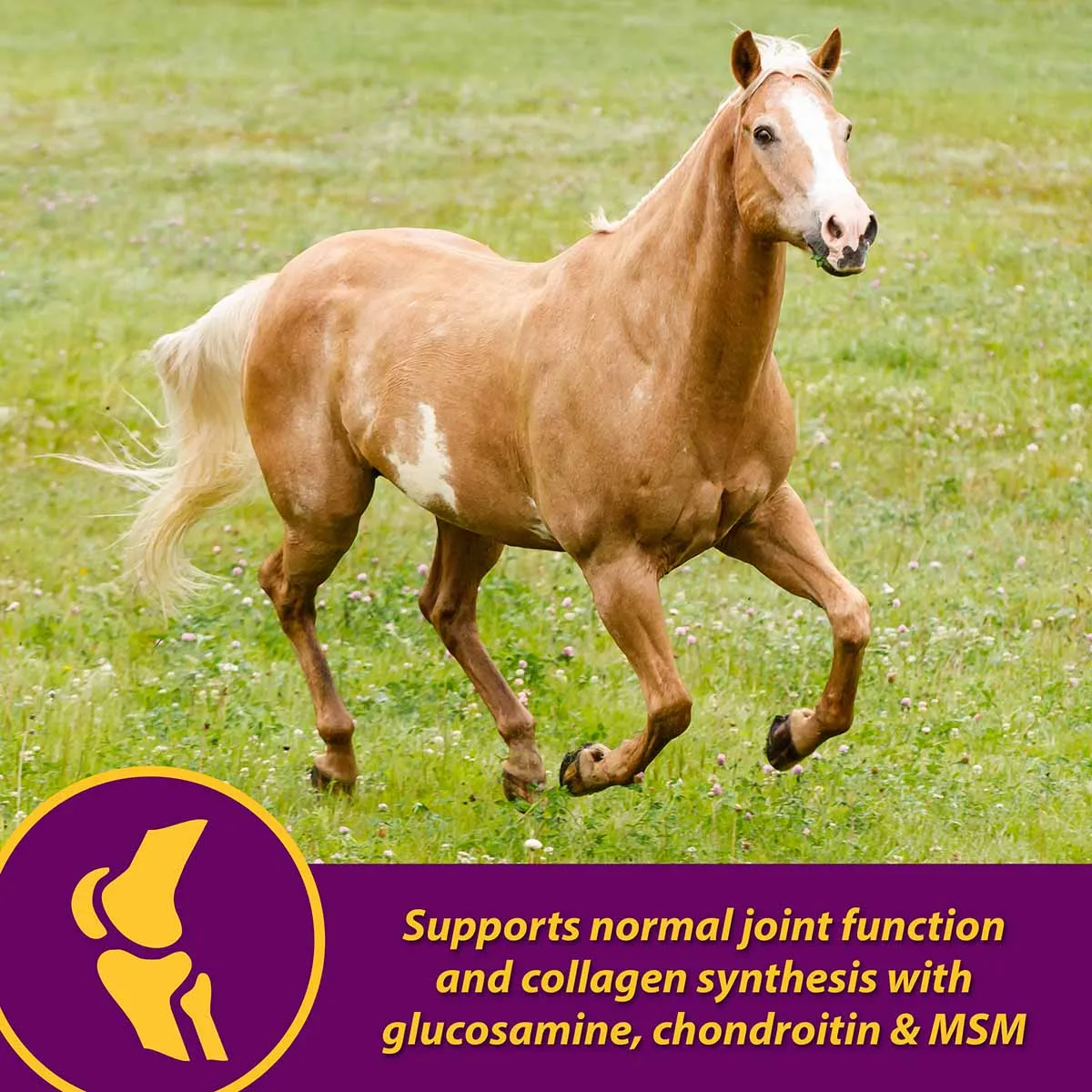 Joint Combo Hoof & Coat Supplement for Horses