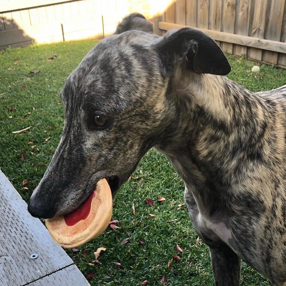 Pie Toy & Sauce with Squeaker