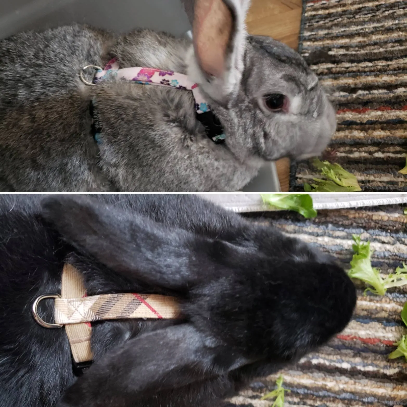 PRINTS - 5/8" wide Cat or Rabbit Harness, H-style | 23 Prints