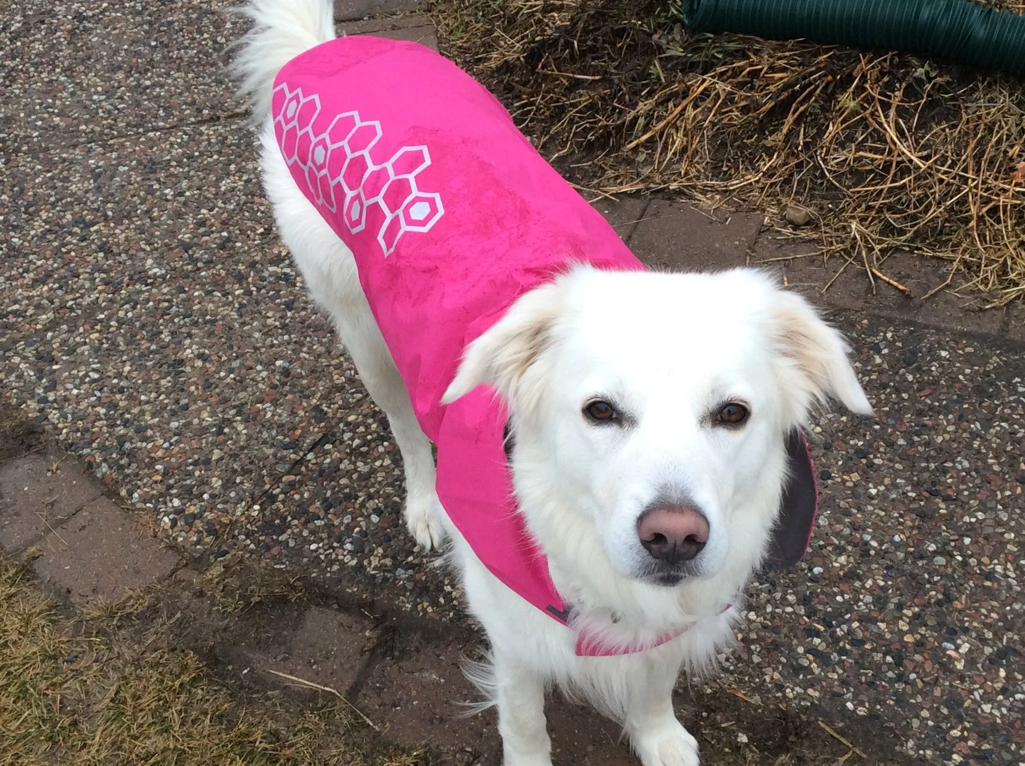 RC Pets Venture Rainwear Pink SALE