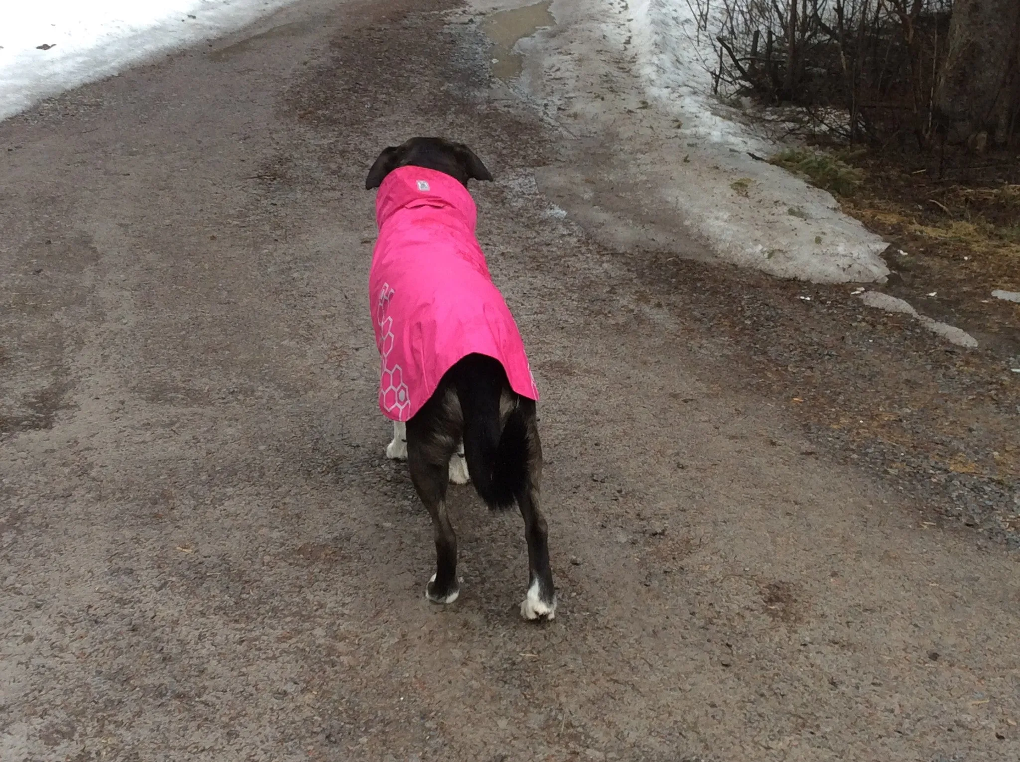 RC Pets Venture Rainwear Pink SALE