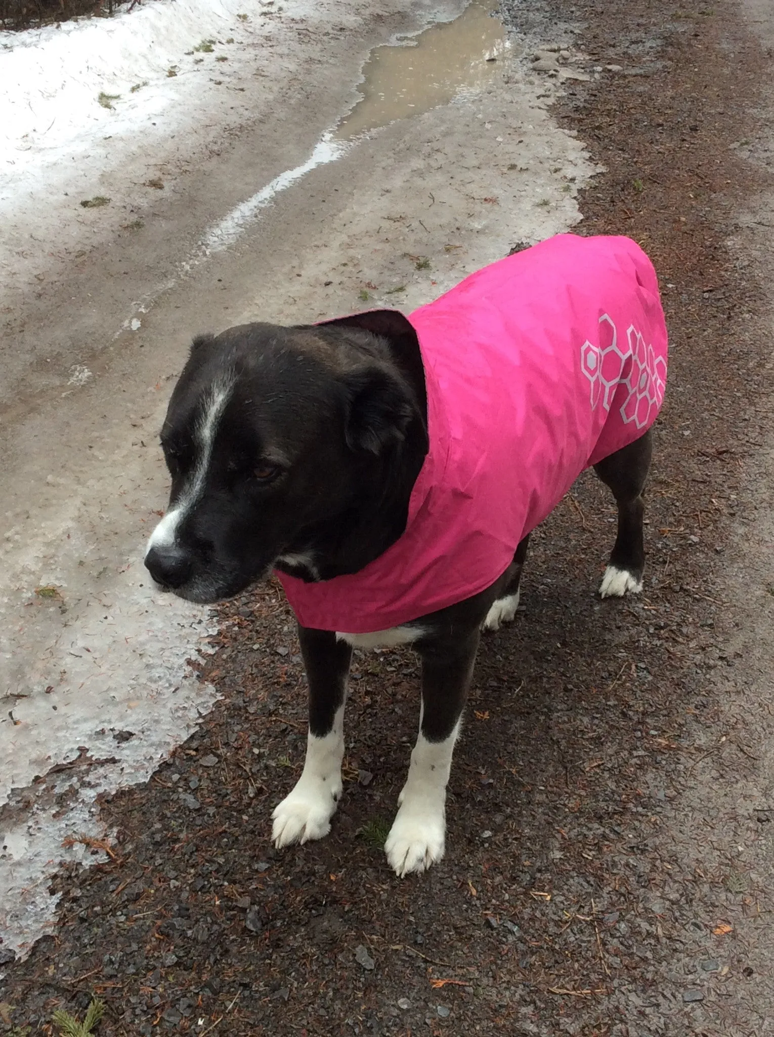 RC Pets Venture Rainwear Pink SALE