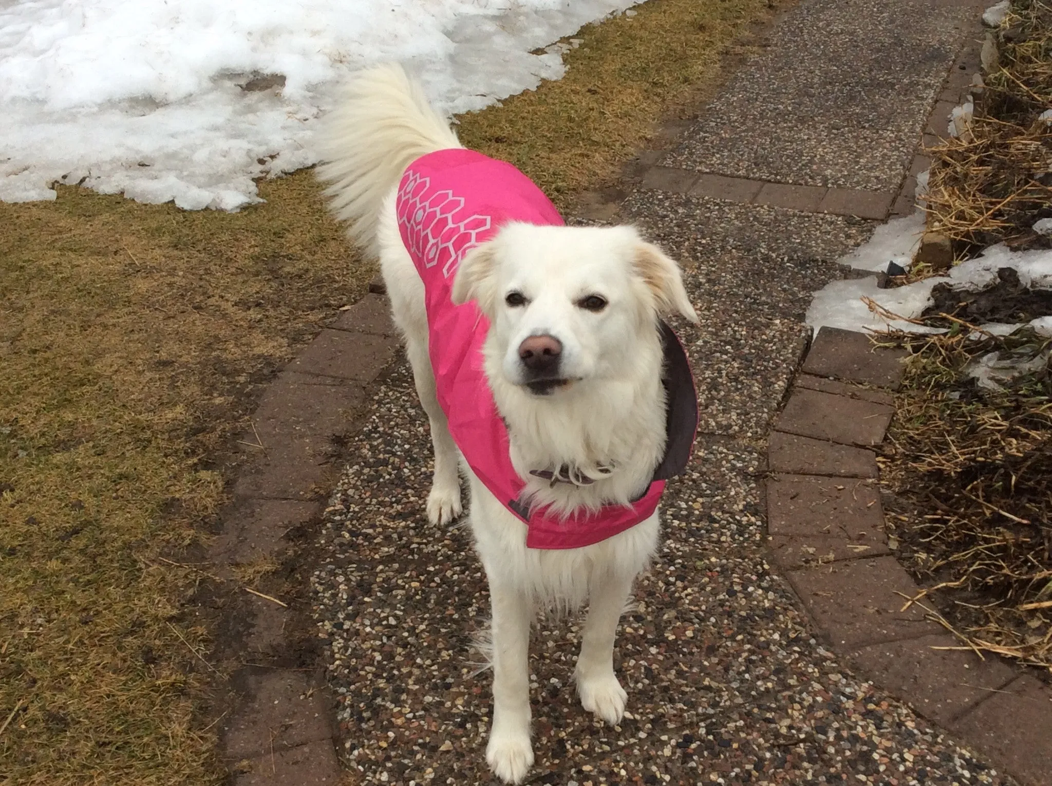 RC Pets Venture Rainwear Pink SALE