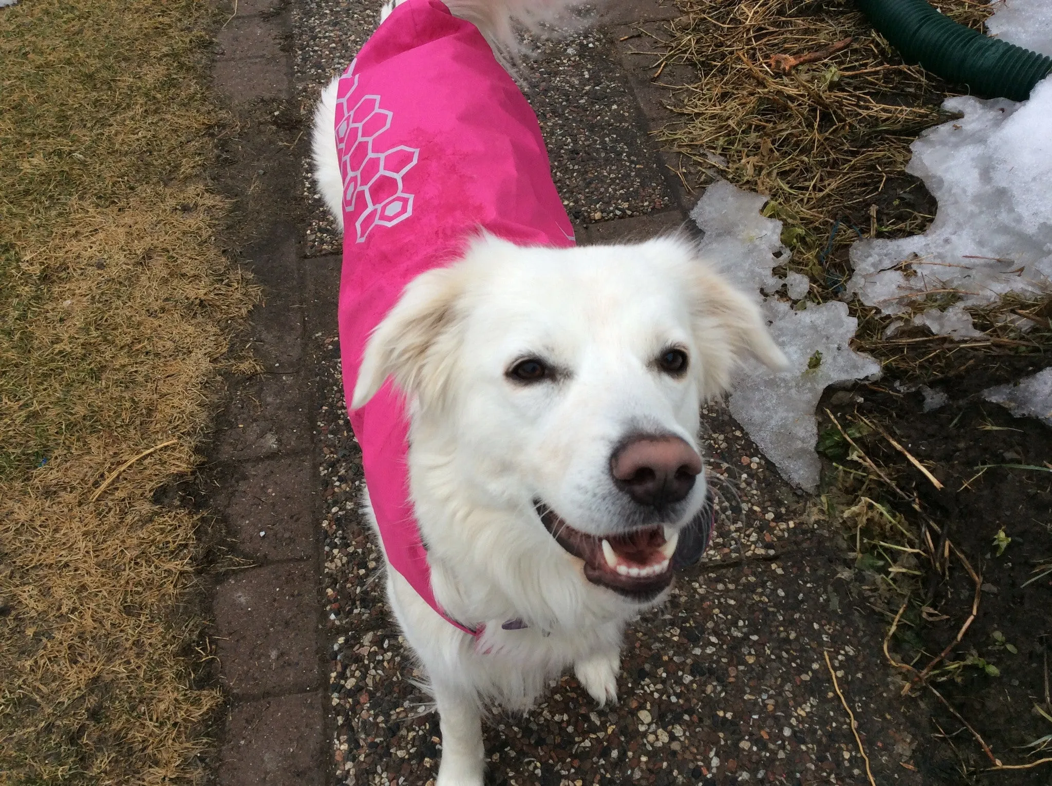RC Pets Venture Rainwear Pink SALE