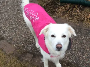 RC Pets Venture Rainwear Pink SALE